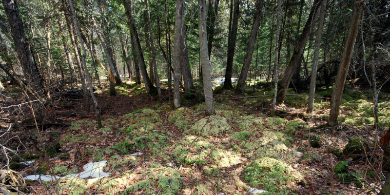 Photo Courtesy of Joshua Mayer