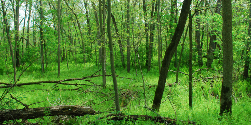 Photo Courtesy of Joshua Mayer