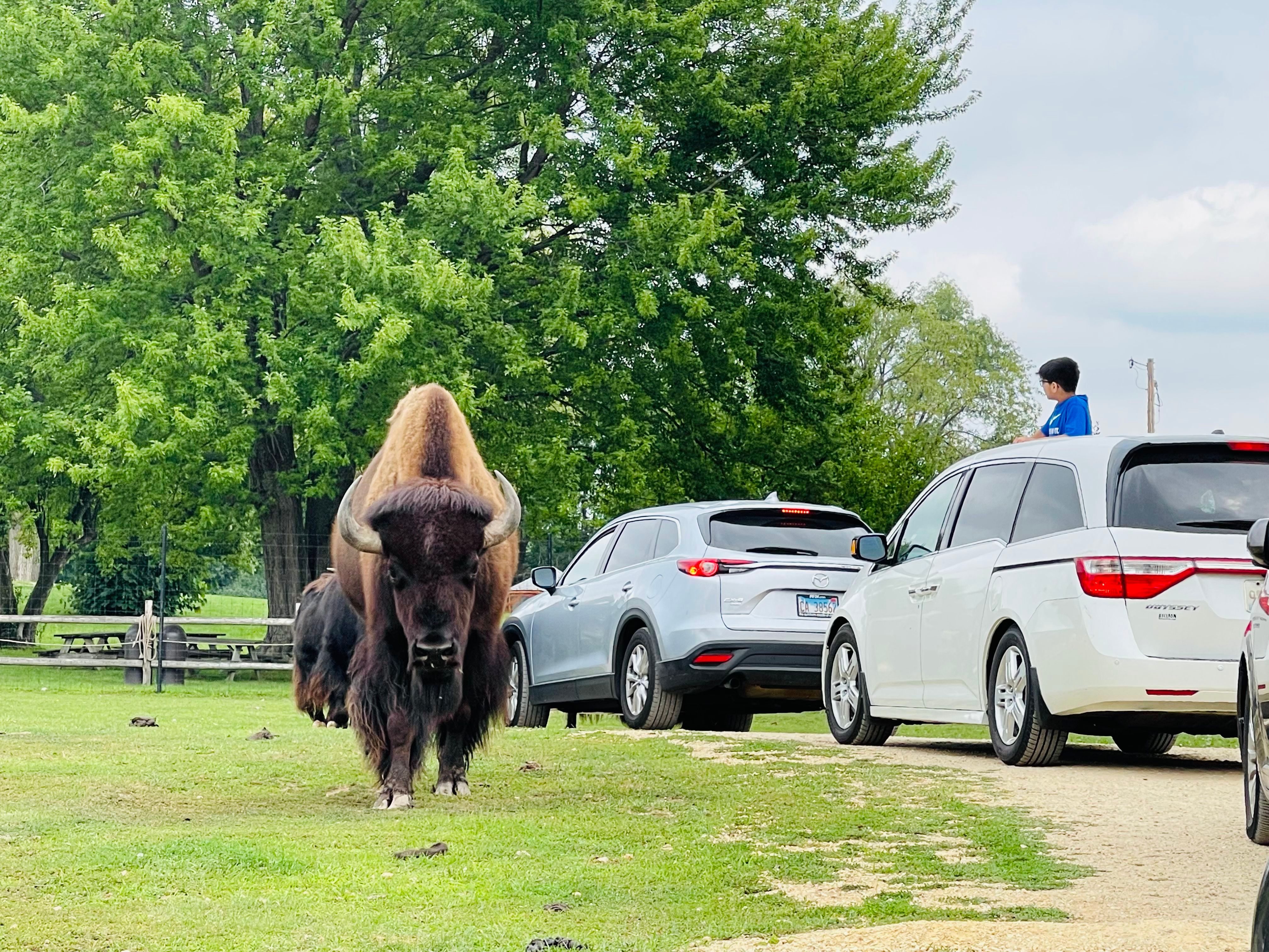 Buffalo walking next to cars.