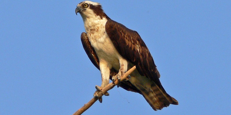 Osprey