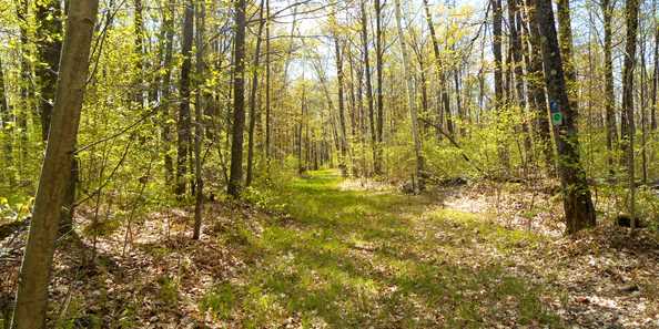 Moccasin Lake&#39;s trail during the springtime.