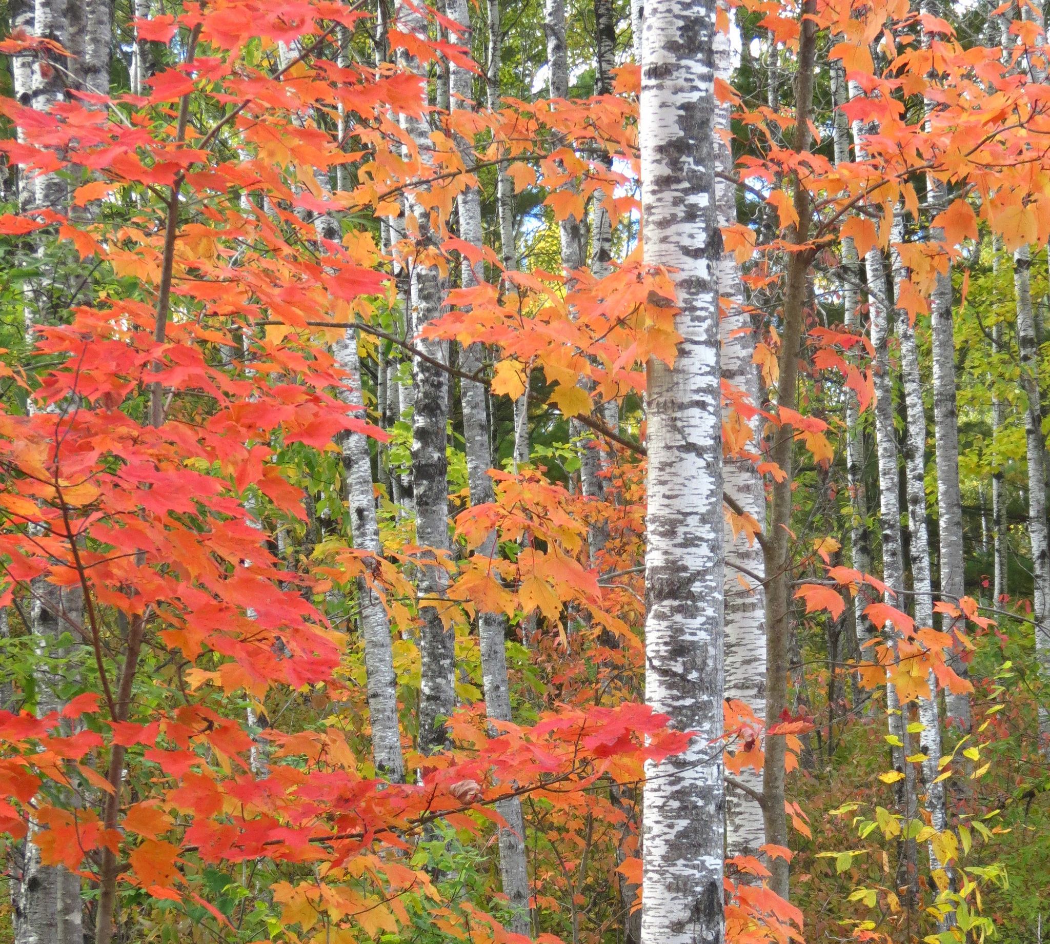 Fall colors in the Brule River State Forest. Photo by Catherine Khalar.