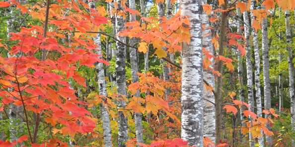 Fall colors in the Brule River State Forest. Photo by Catherine Khalar.