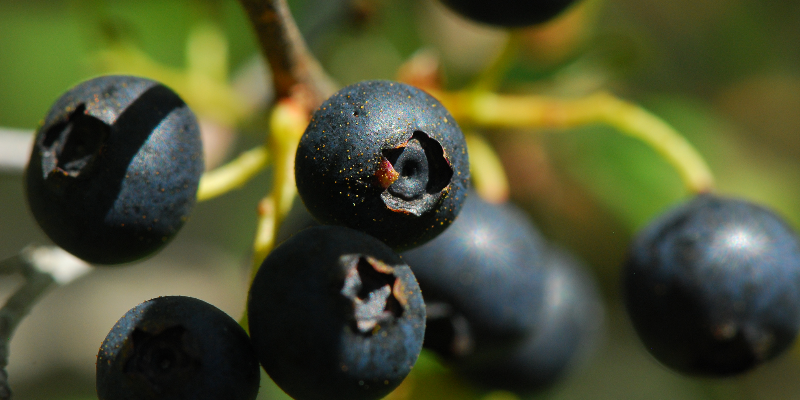 Photo Courtesy of Joshua Mayer