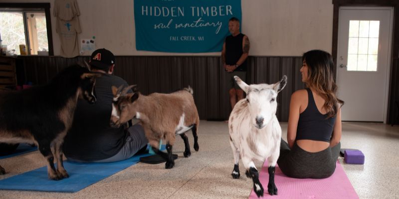 Hidden Timber Soul Sanctuary Goat Alpaca Yoga Chippewa County Wisconsin Things to do