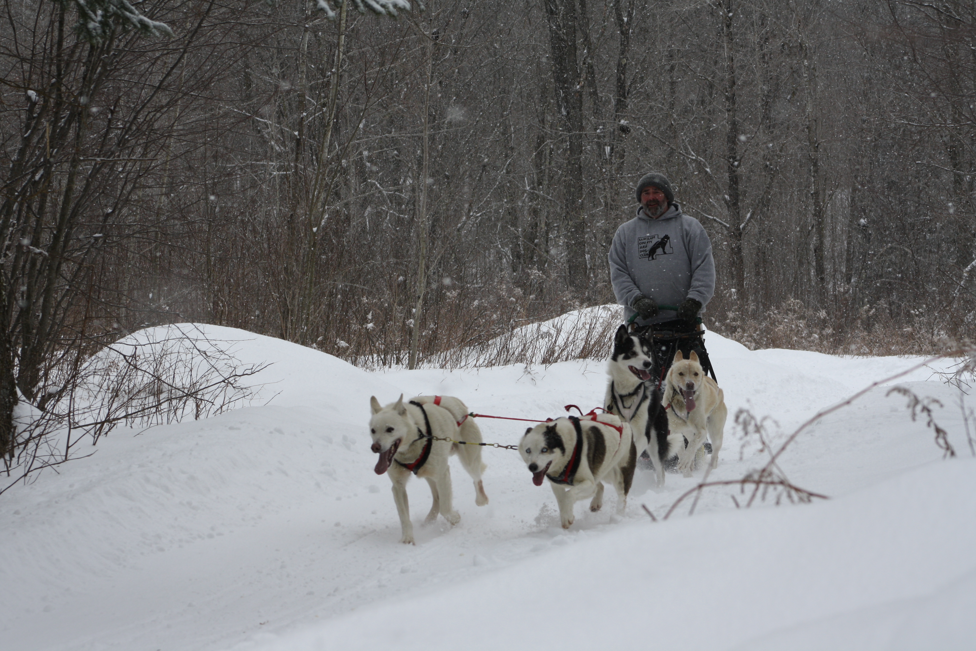 Four dog sled team enjoying the Crocker Hill Sled Dog Trail