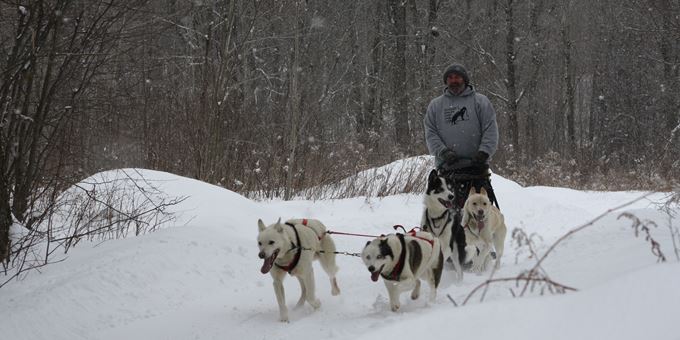 Four dog sled team enjoying the Crocker Hill Sled Dog Trail