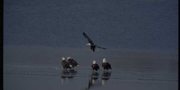 Five Bald Eagles along the Wisconsin River