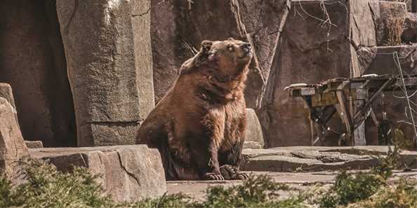 Grizzly Bear: Bozeman
