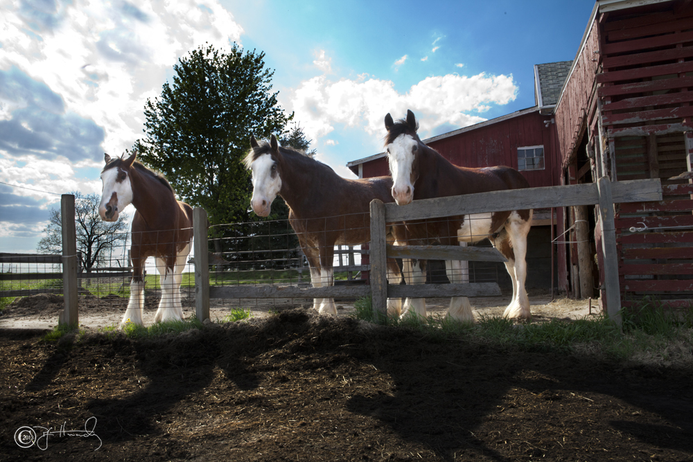 You can visit our beautiful Clydesdale horses at the farm or enjoy a horse-drawn carriage ride in Columbus, Wisconsin.