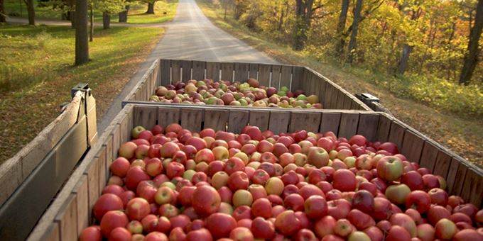 Harvested Island Orchard Cider Apples.
Photo courtesy of Leo Purman.