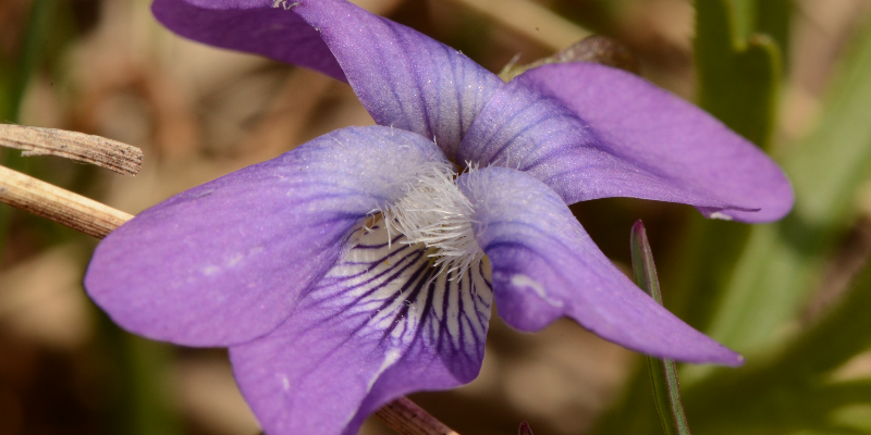 Photo Courtesy of Joshua Mayer