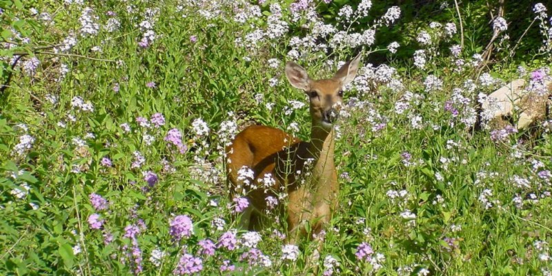 It's not unusual to see wildlife on and near the trail.