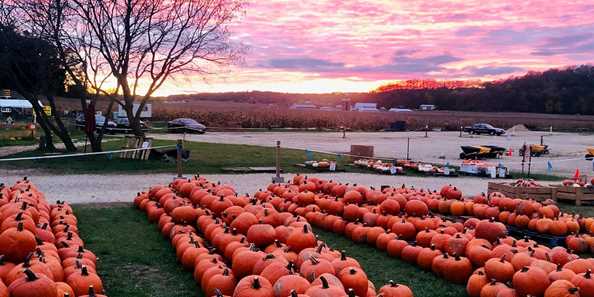Pumpkins at sunset