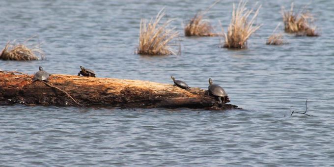Painted turtles basking on a log over water