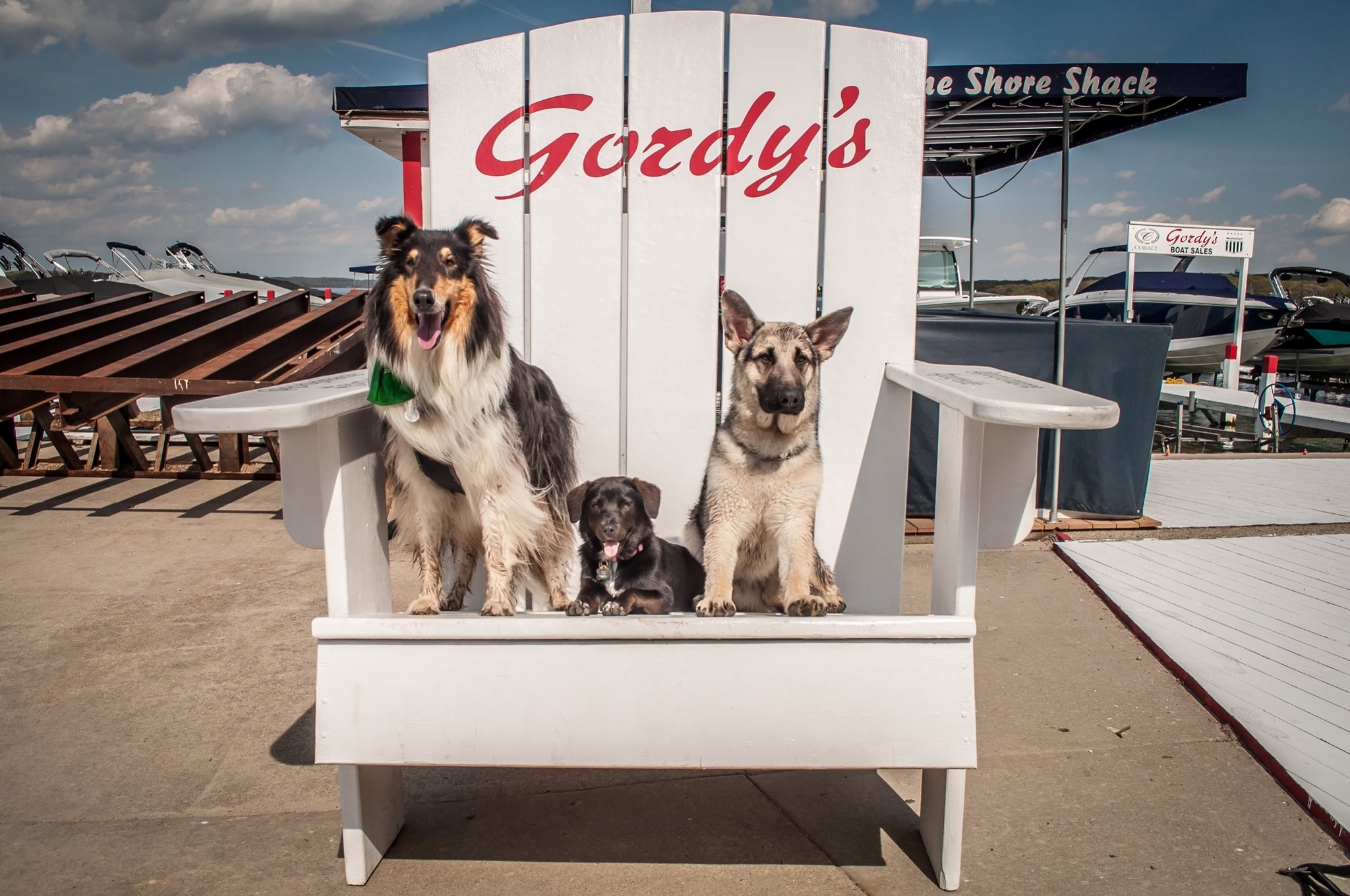 Dogs of Gordy's Marine