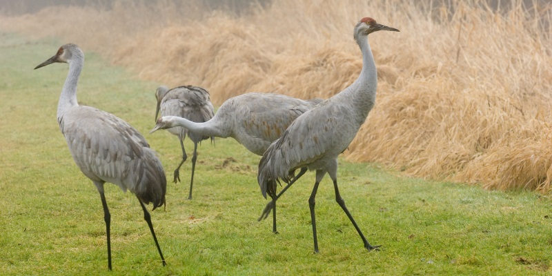 Sandhill Cranes