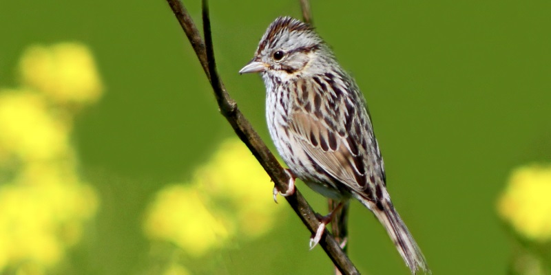 Lincoln Sparrow