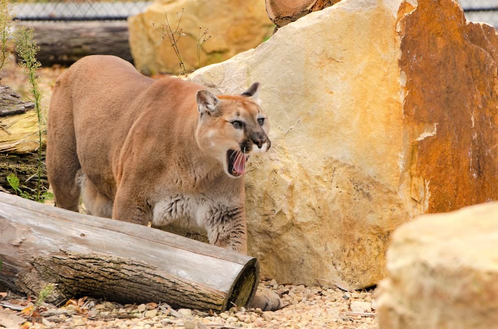 Cougar at Wildwood Zoo.