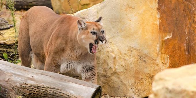 Cougar at Wildwood Zoo.