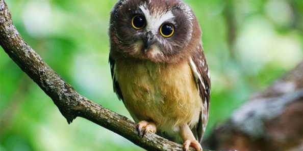 Saw-whet Baby Owl