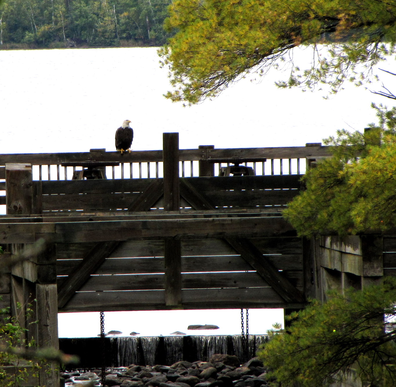 Bald Eagle at Round Lake Logging Dam