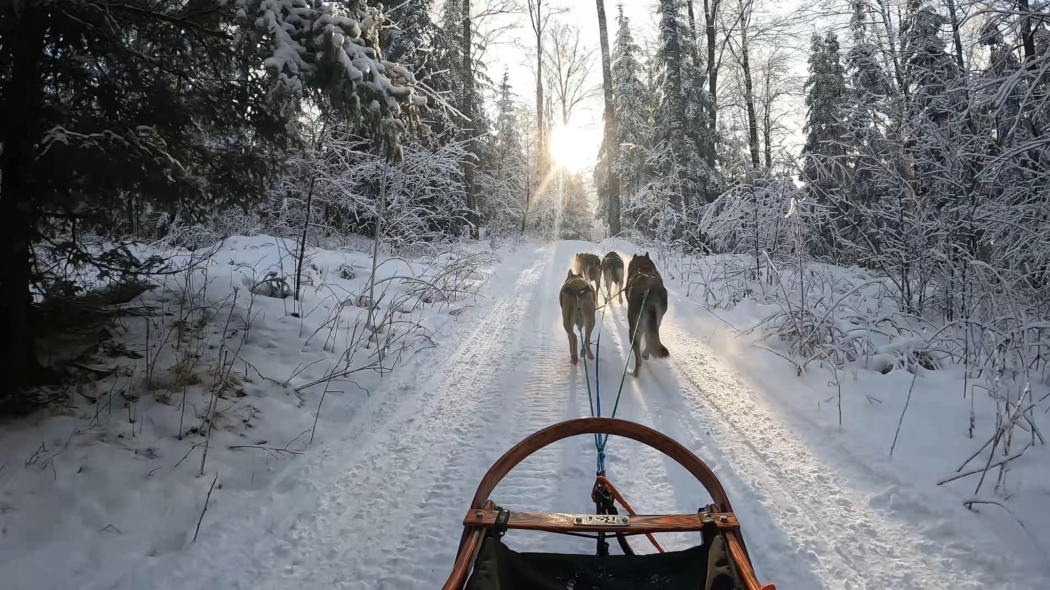 Four dog team heading into the sunset at Track 52.
