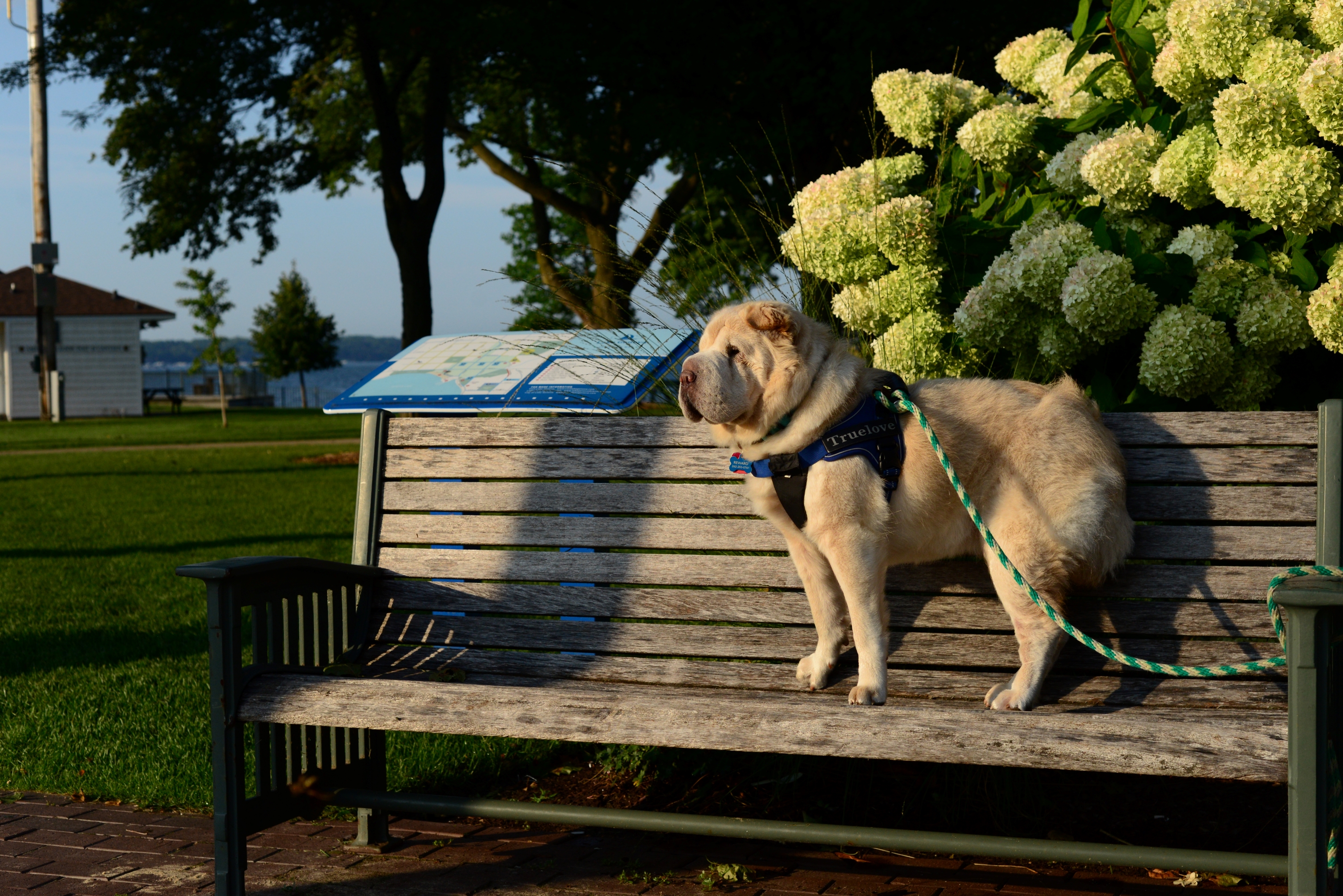 Dog on a bench in library park.