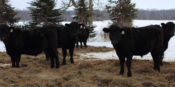 Steers at the farm