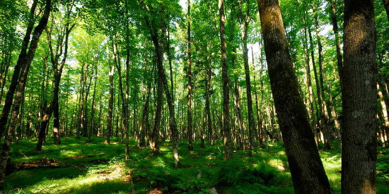 Photo Courtesy of Joshua Mayer