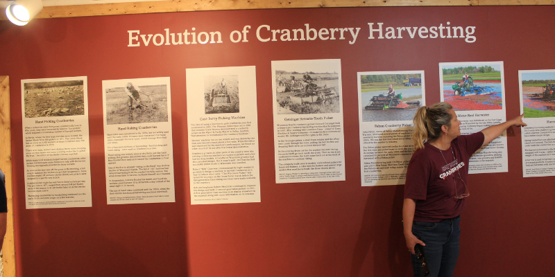 Evolution of Cranberry Harvesting