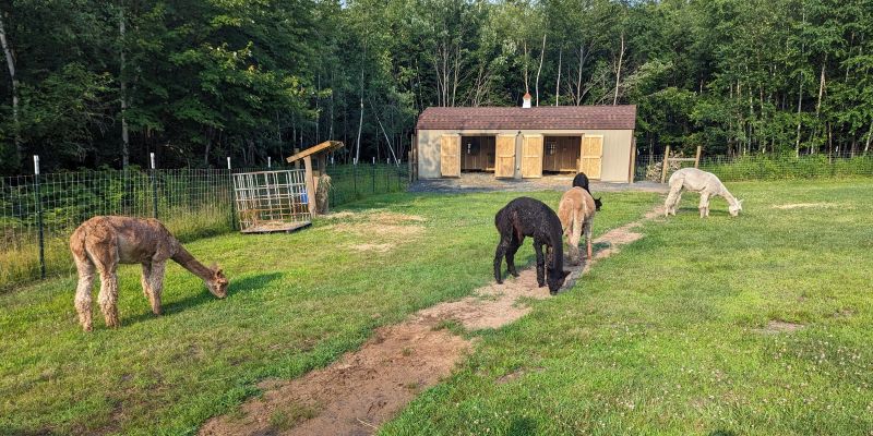 Hidden Timber Soul Sanctuary Goat Alpaca Yoga Chippewa County Wisconsin Things to do