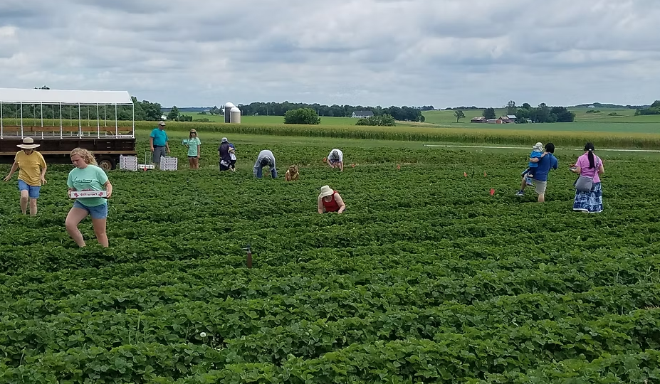 Creek Bed Farmacy Strawberry Picking
