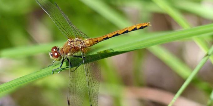 This impressive dragonfly was photographed on the Northern Great Lakes Visitor Center&#39;s boardwalk by Dick Verch.