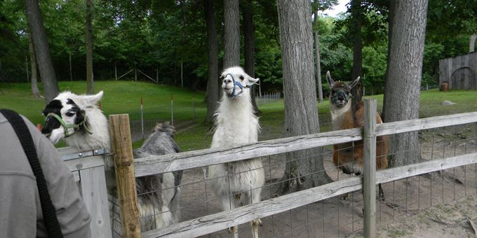 Llama&#39;s are very soft and lanolin free. Feel free to pet.
