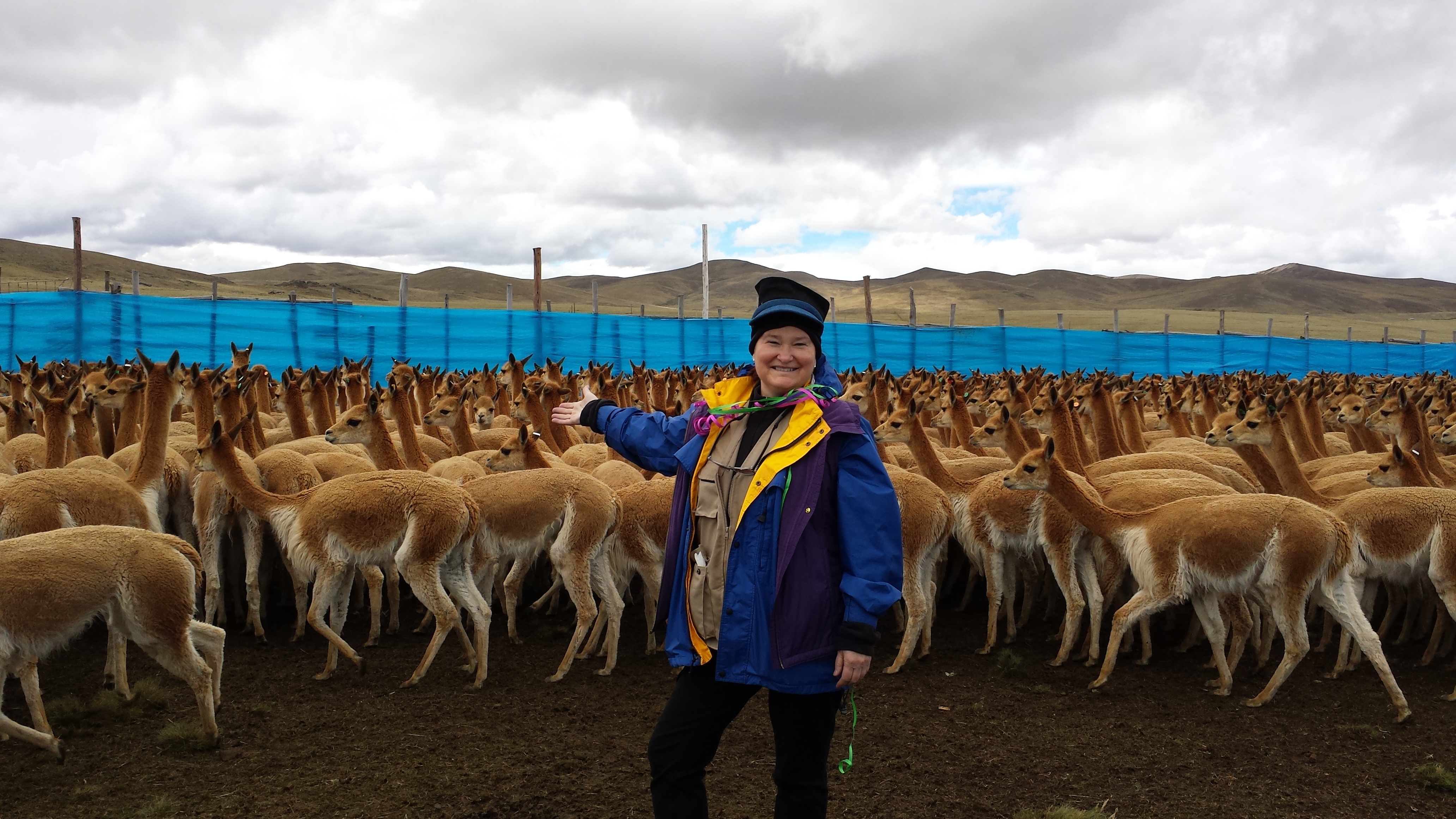 Vicuna Chaccu (Roundup) in Picotani, Peru