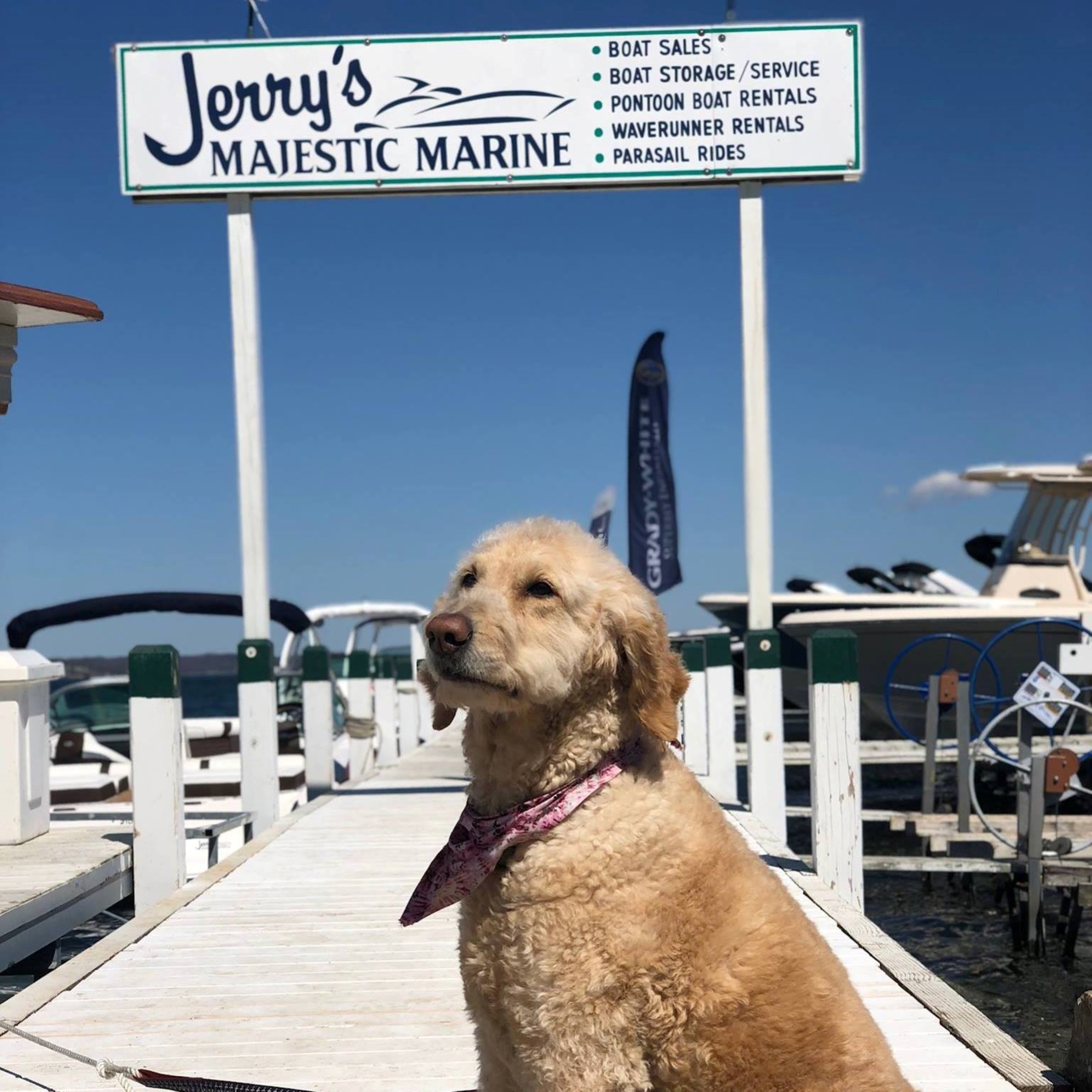 Dog on the dock at Jerry's Majestic Marine