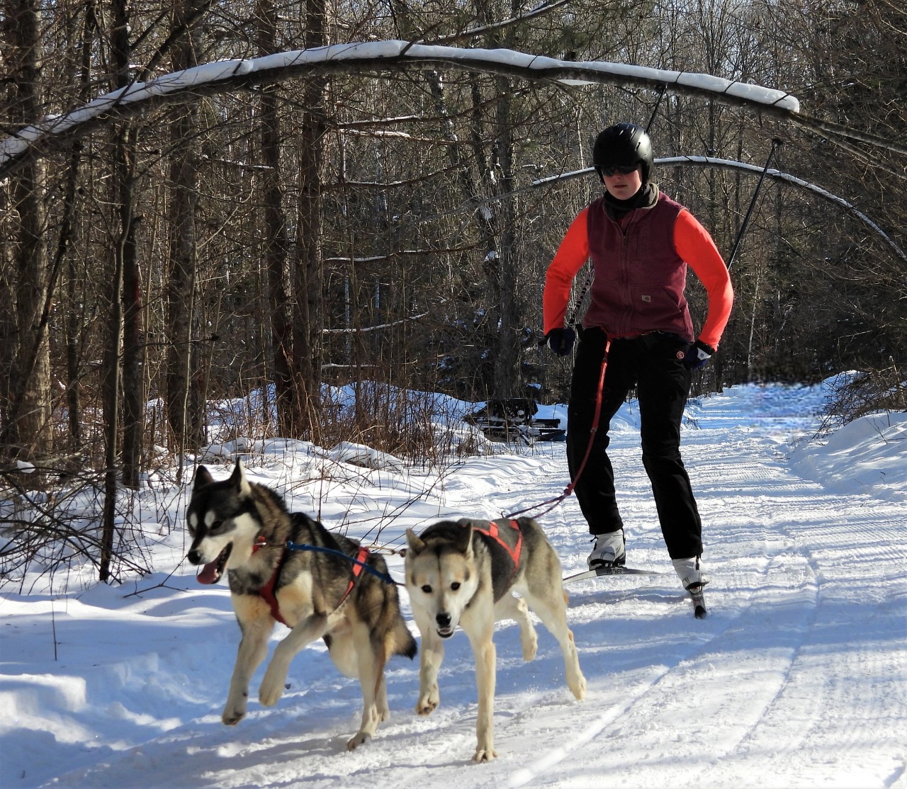 Skijoring the Crocker Hills sled dog trails