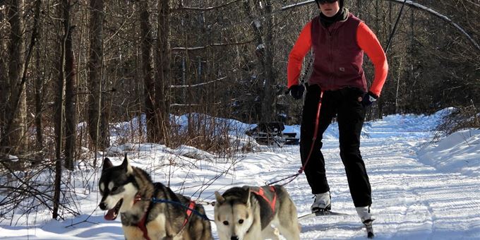Skijoring the Crocker Hills sled dog trails